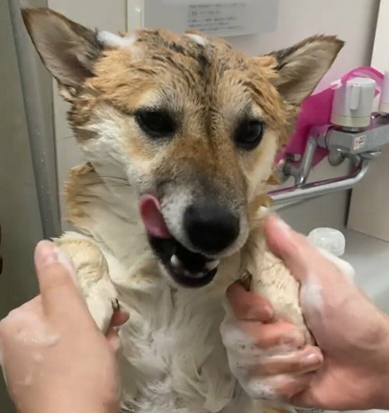シャワーなどは苦にしないタイプ