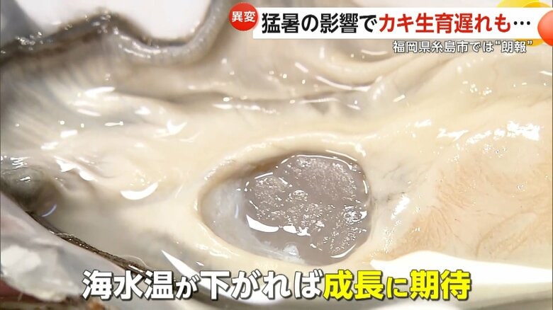 猛暑で「海のミルク」がピンチ