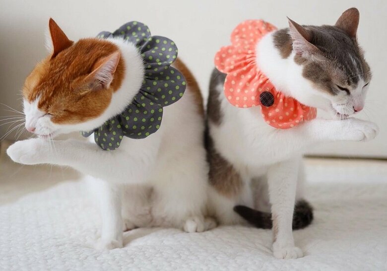 鏡に映したかのようなシンメトリー（左：カヌレくん　右：アメリちゃん）