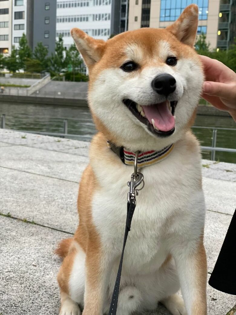 提供：torakichi602さん