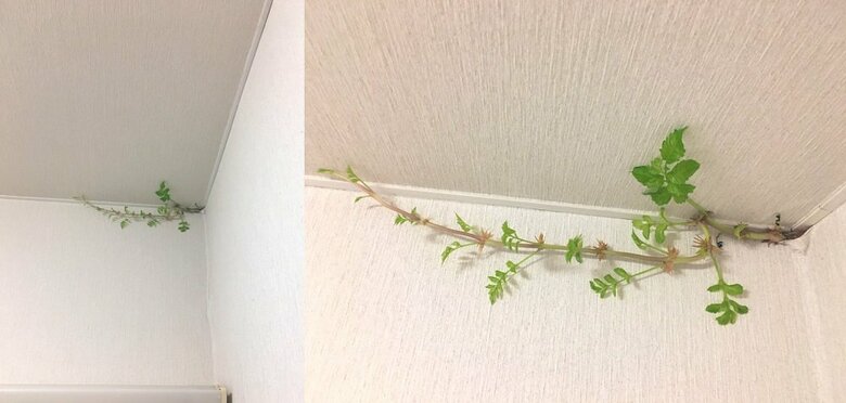 発見から11日目（8月18日）