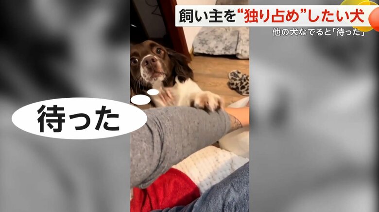 （スペクター・コミュニケーションズ）