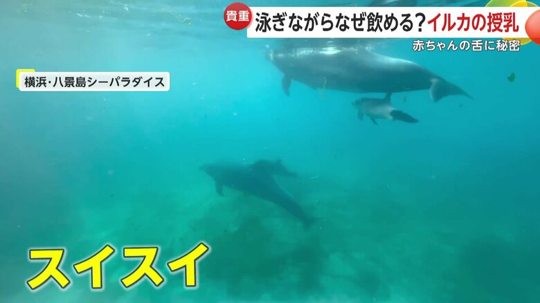 別の親子とも一緒にスイスイと泳いでいたバンドウイルカの赤ちゃん