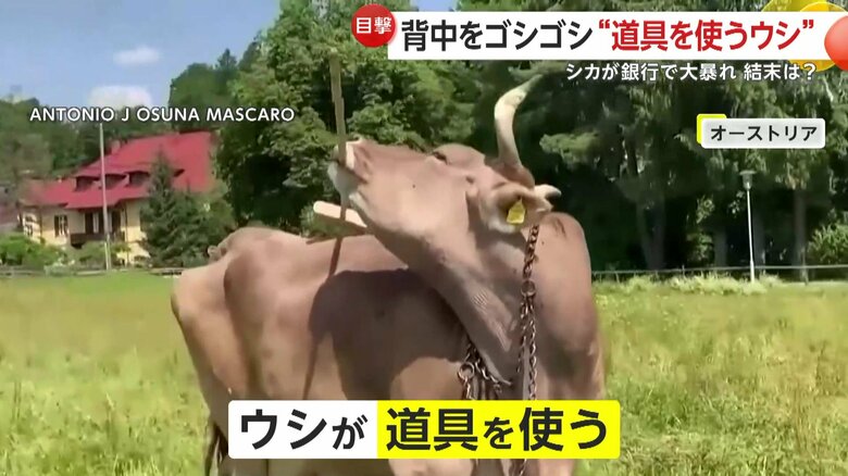 体をかいているような様子のウシ