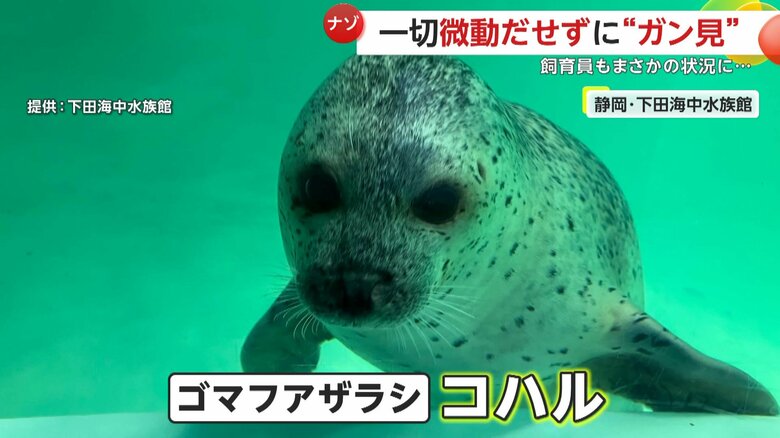 ガン見していたのはゴマフアザラシのコハルちゃん