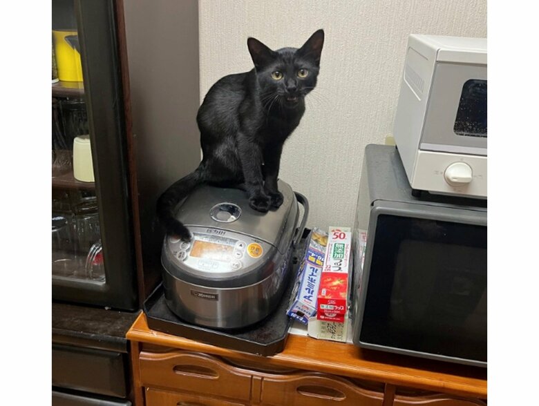 炊飯器に乗って飼い主をジッと見つめている（提供：サラミさん）