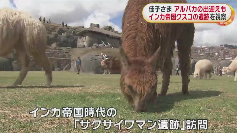 たくさんのアルパカが生息する、インカ帝国・クスコの「サクサイワマン遺跡」（現地時間5日）