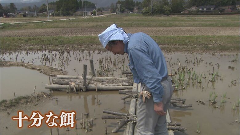 佐渡では農家を始め、地域住民も協力しトキを守る