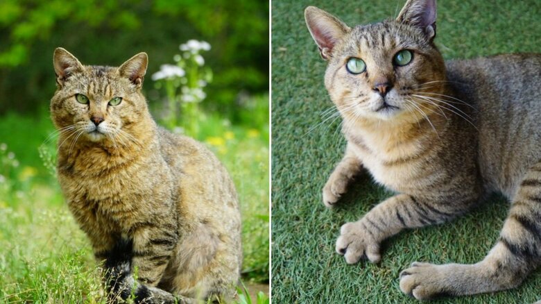 ゴン蔵くんの2023年3月（左）と10月の様子。表情などが変わったように見える