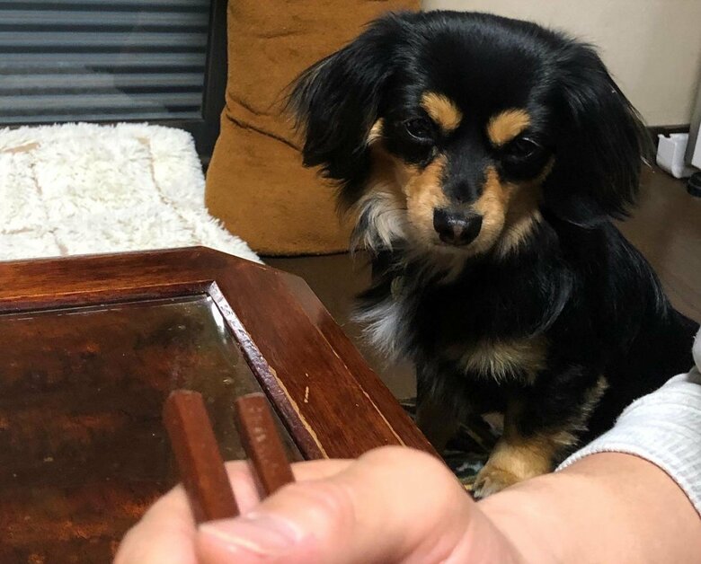 パパさんの食事を見つめる