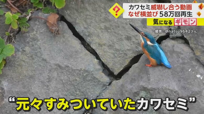 縄張り争いに勝利したと思われるカワセミ