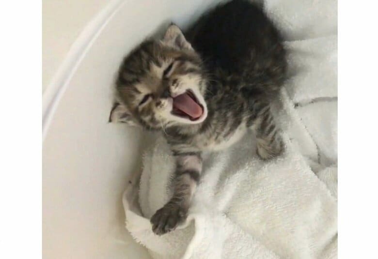 保護した当時（提供：しぴこめさん）