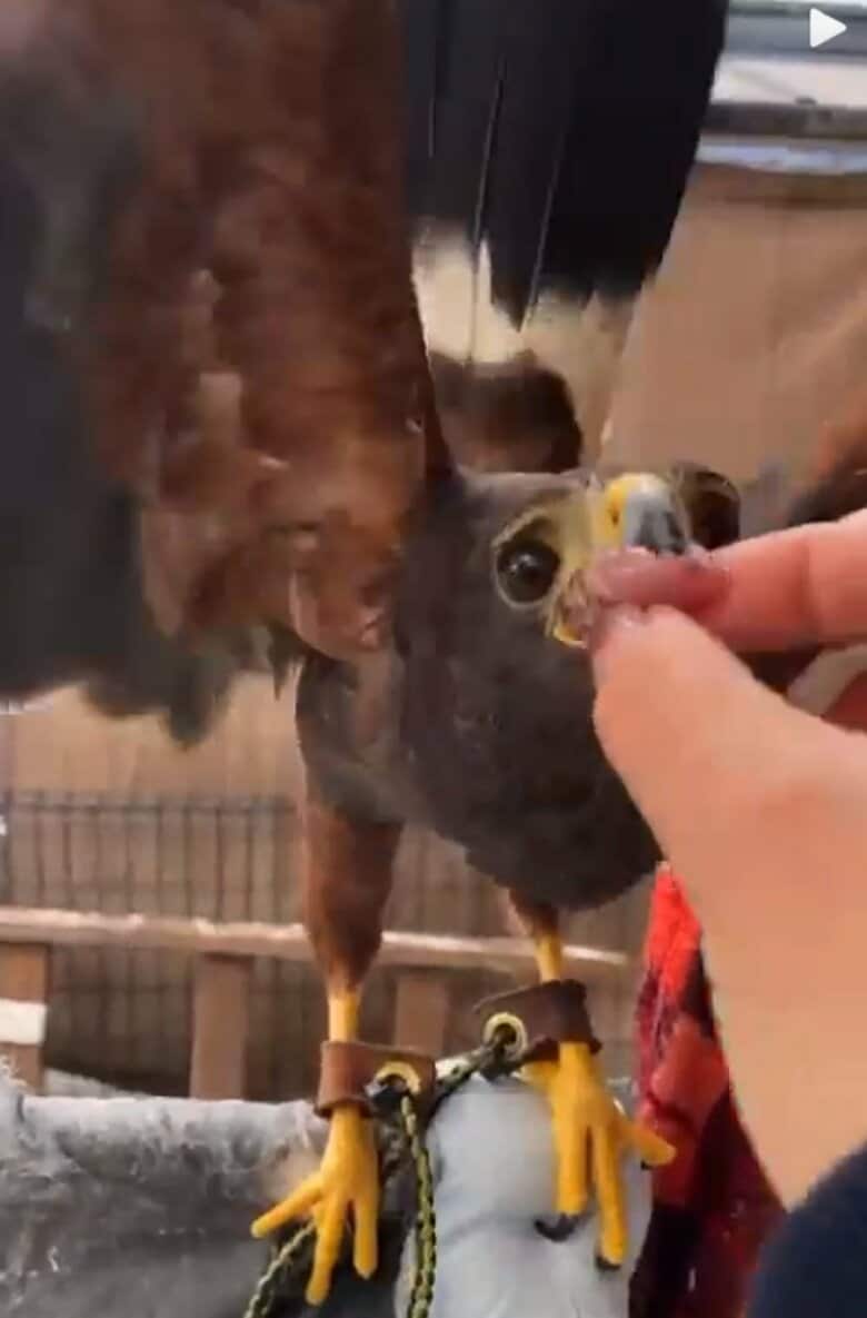 うわーいモグ！