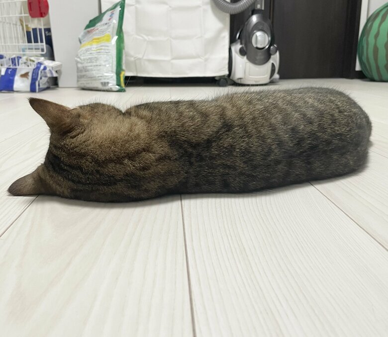 怒られてしょんぼり？