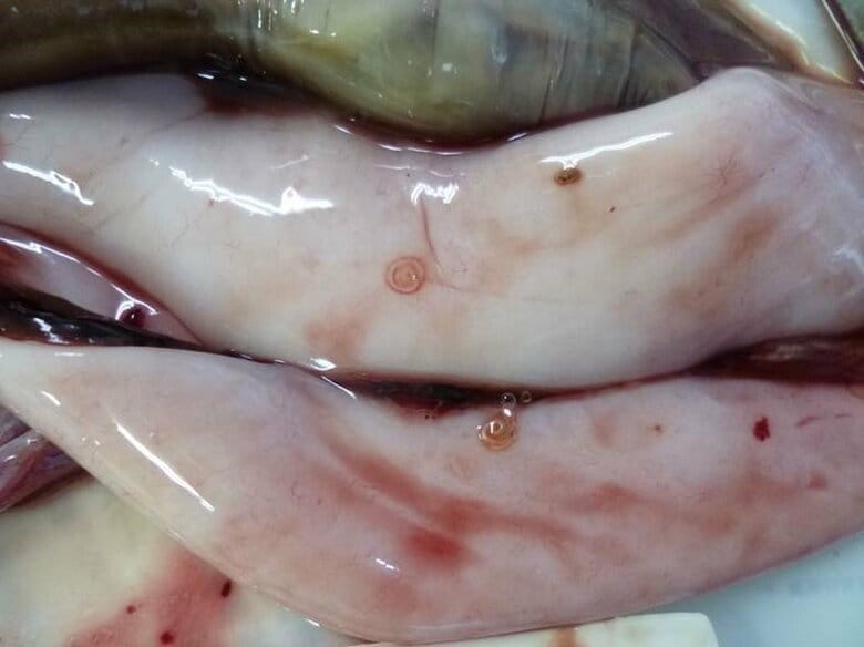魚の内臓に付着したアニサキス（提供：仙台市）