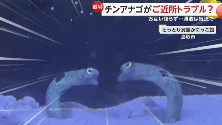 チンアナゴ同士の苛烈な戦い（鳥取市）