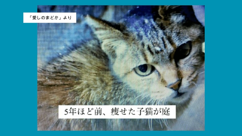 グランプリを受賞した「愛しのまどか」