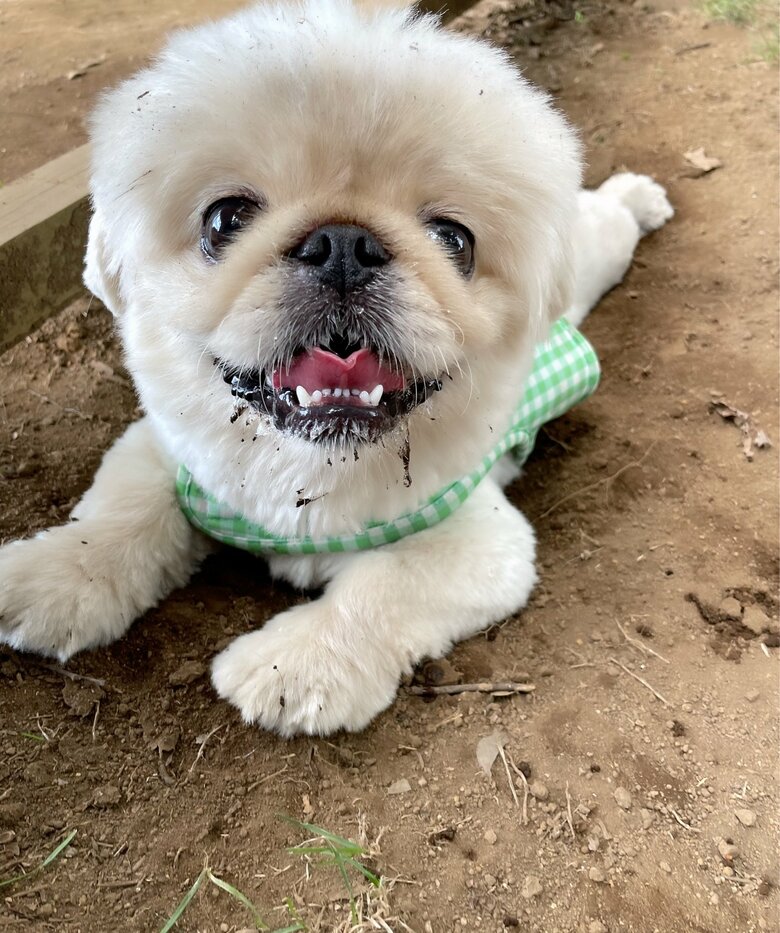 提供：てんてんの毎日さん