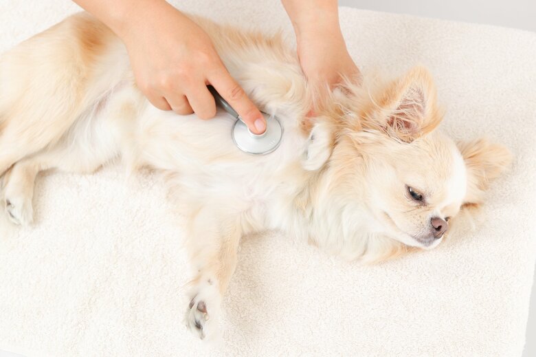 夏に増えるペットたちの熱中症（イメージ）