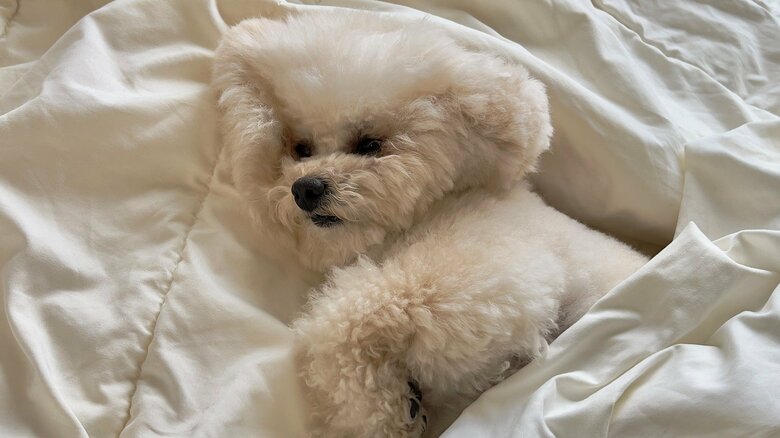 やる気ゼロのリリィちゃん