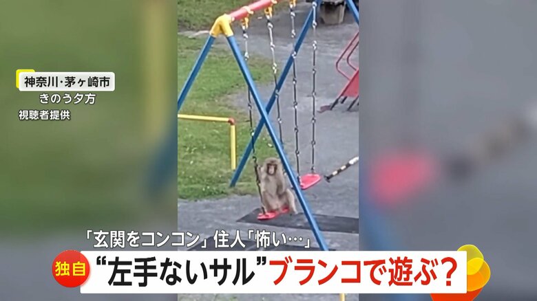 団地敷地内でブランコに乗っている左手のないサル（4日夕方、神奈川・茅ヶ崎市）