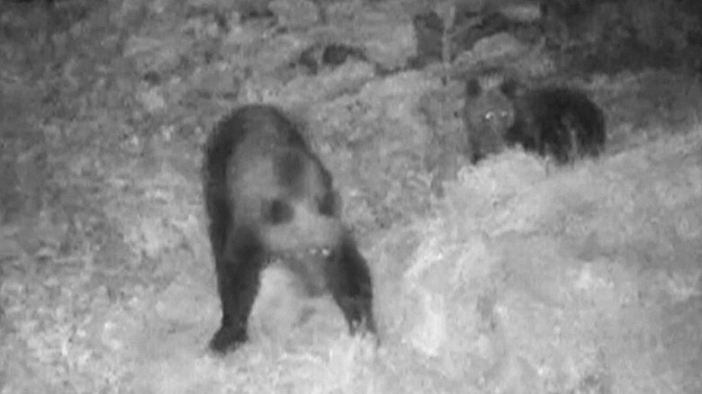 10月4日に出没したクマ（提供：札幌市）