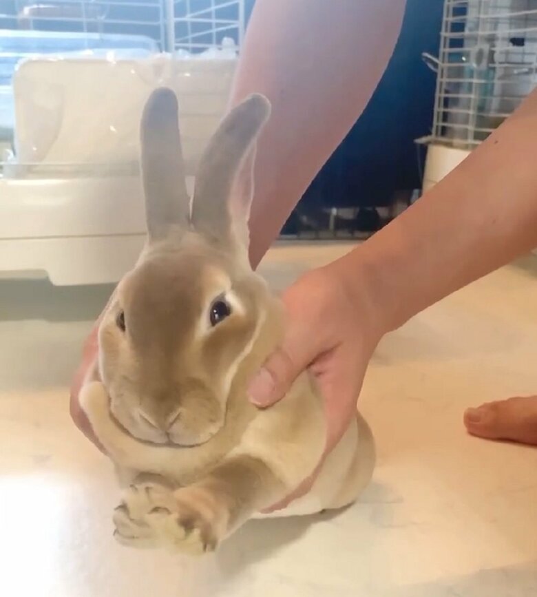 脇の下をなでなで　ピンと前脚が伸びている