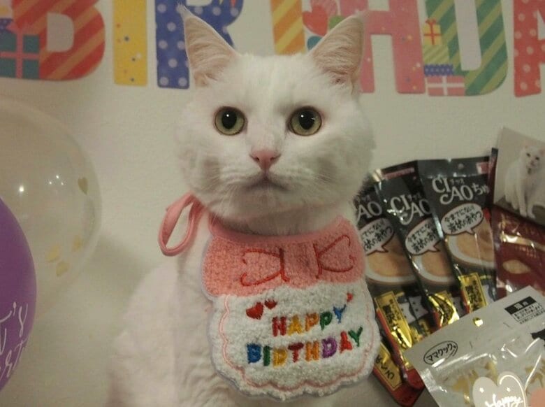 9月6日で9歳に（提供：@hakusama0906）