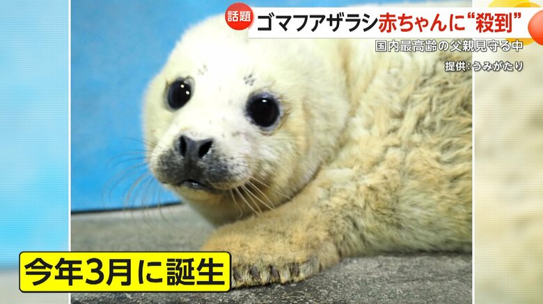 2024年3月に誕生した際の、ゴマフアザラシの子どもの画像