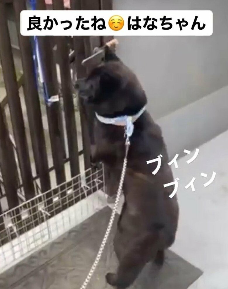 立ち上がって待ちわびる。尻尾はずっと旋回していた