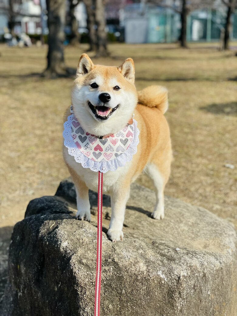 画像提供：柴犬ハナさん
