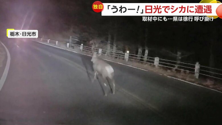夜道に飛び出してきたシカ（提供：@skyvvv2）