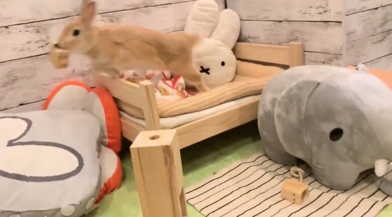 提供：げんまいとうるちさん