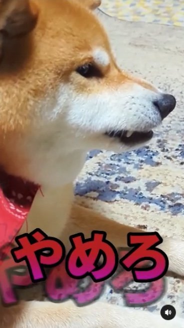 提供：柴犬スティーブch【コーギーと猫を添えて】さん