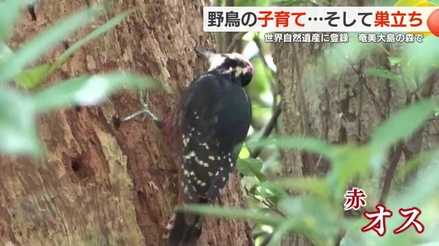 頭が赤い「オーストンオオアカゲラ」のメス