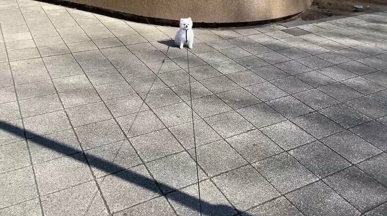 伸縮リードを伸ばして距離をとっても…