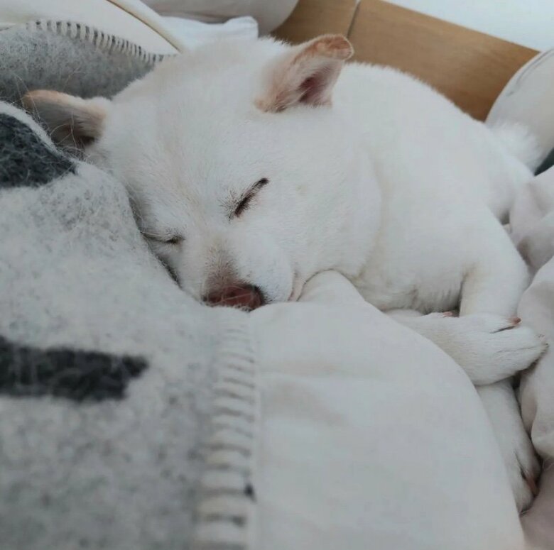 提供： kinako_kinakoさん