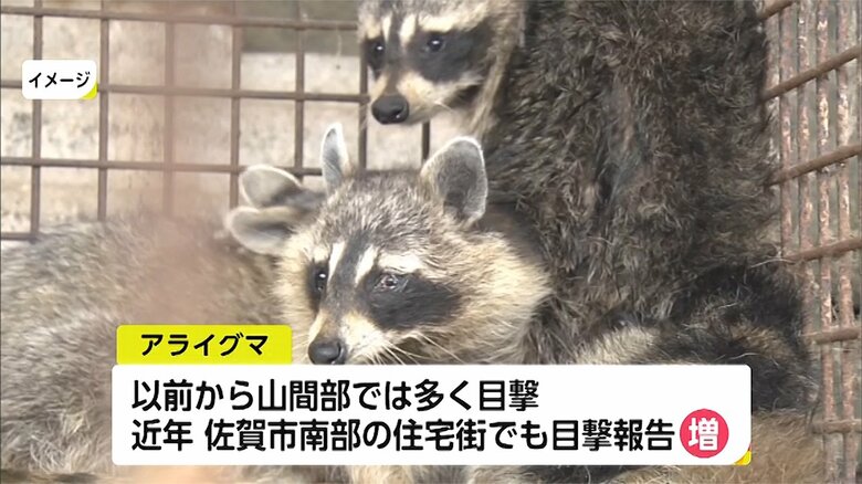 近年、佐賀市南部の住宅街で目撃報告が増えているアライグマ