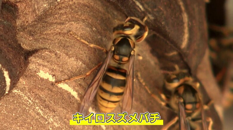 攻撃性が非常に強く、毎年全国で人が襲われる被害が数多く確認されているキイロスズメバチ