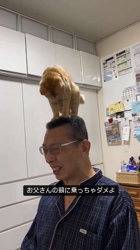 提供：cohakuさん