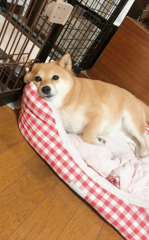 Naoko.Ichikawaさん帰宅時（提供：Naoko.Ichikawaさん）