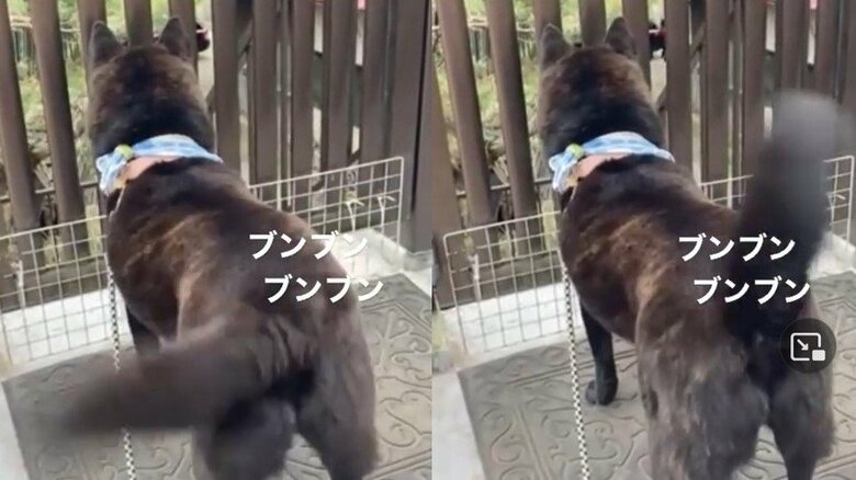 フリフリを超えて旋回になった尻尾