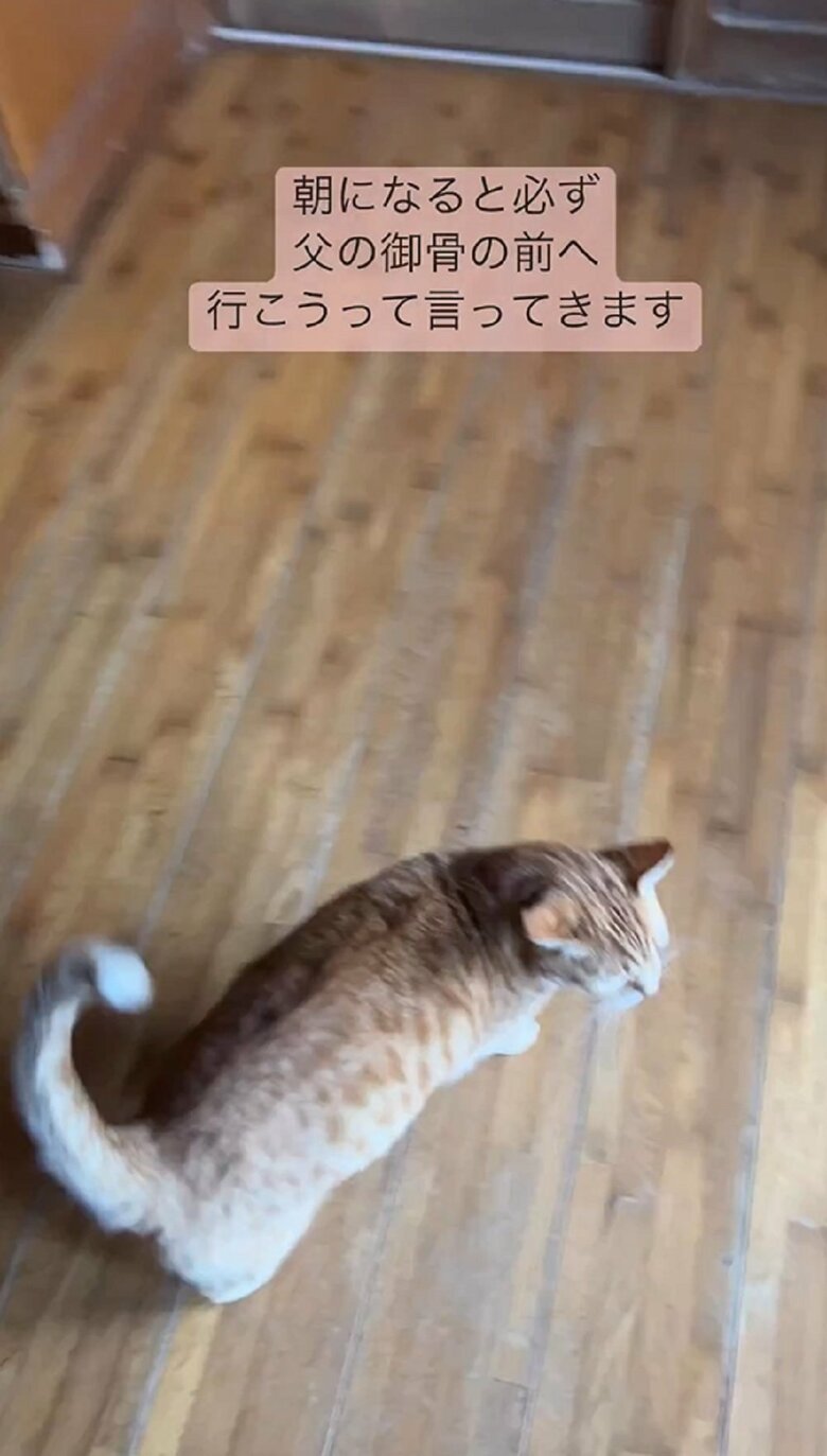 時折、振り返ってくる　付いてきているか確認している？