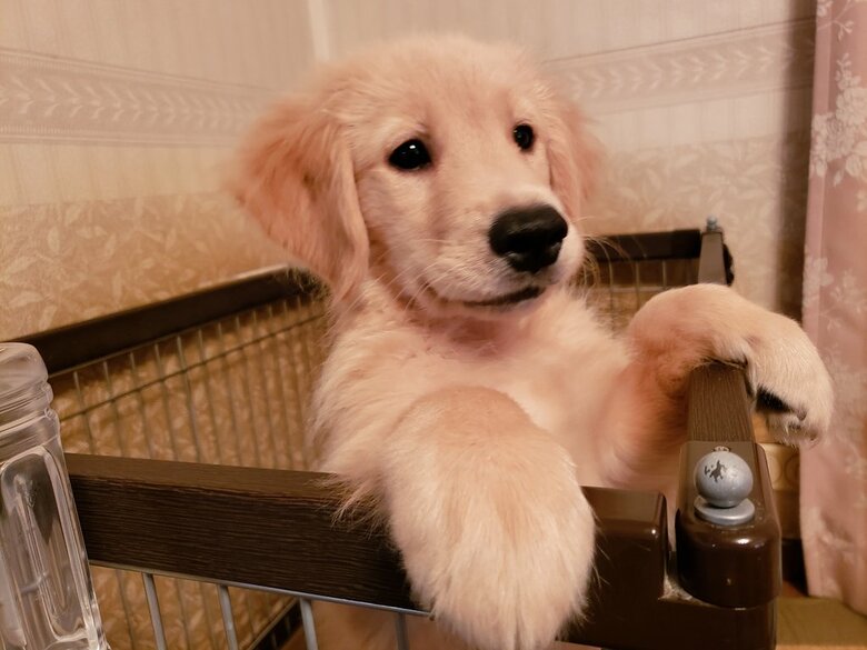 子犬の頃