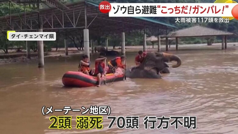少なくとも2頭が溺れ、70頭の行方がわからなくなっているというゾウ