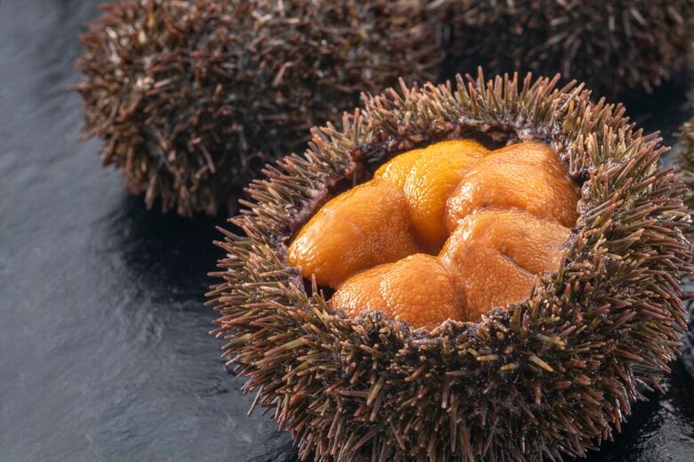 ラッコが好んで食べるものの一つがウニ（画像：イメージ）