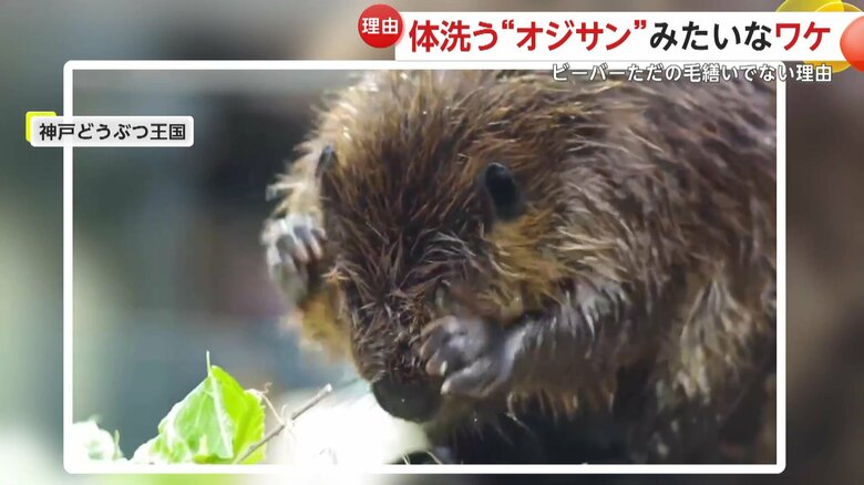 油をしっかりと塗りたくっていたビーバー