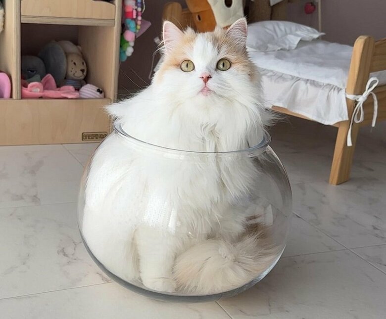 お気に入りの猫鉢だという