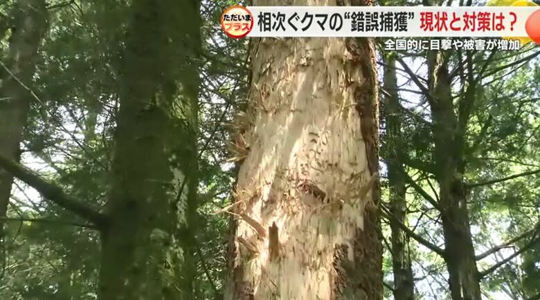 クマに皮をはがされた木