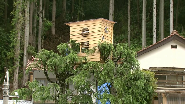 木の上に…乗っている！？